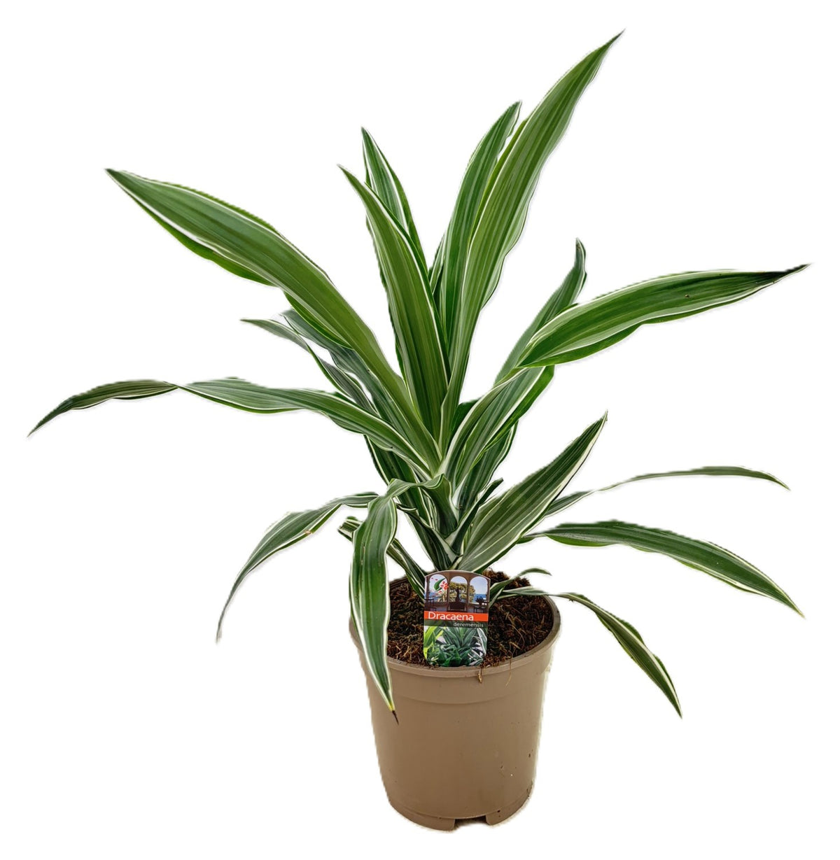 Dracaena fragrans Warneckei 45cm 17cm Pot
