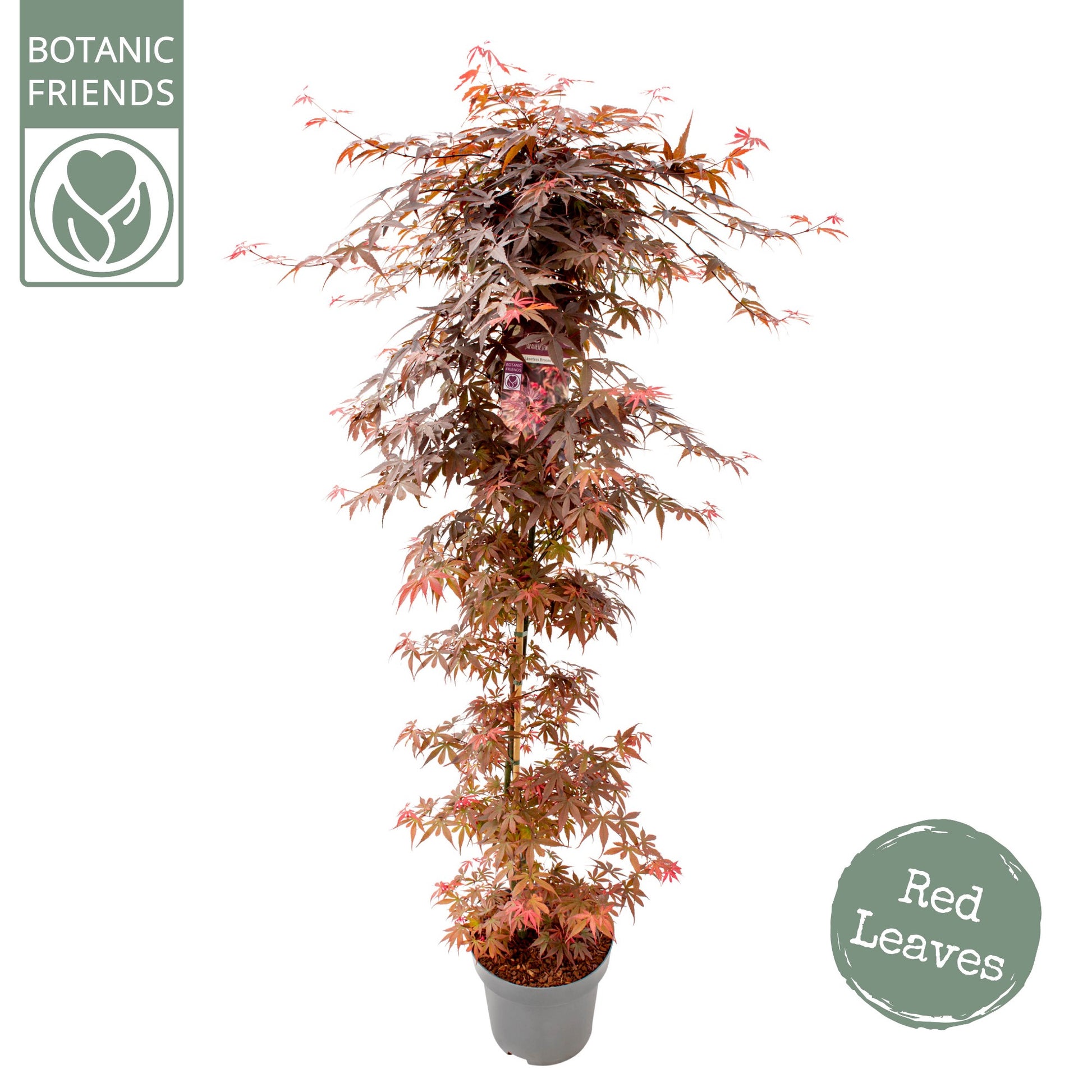Acer Skeeters Broom 175cm 30cm Pot