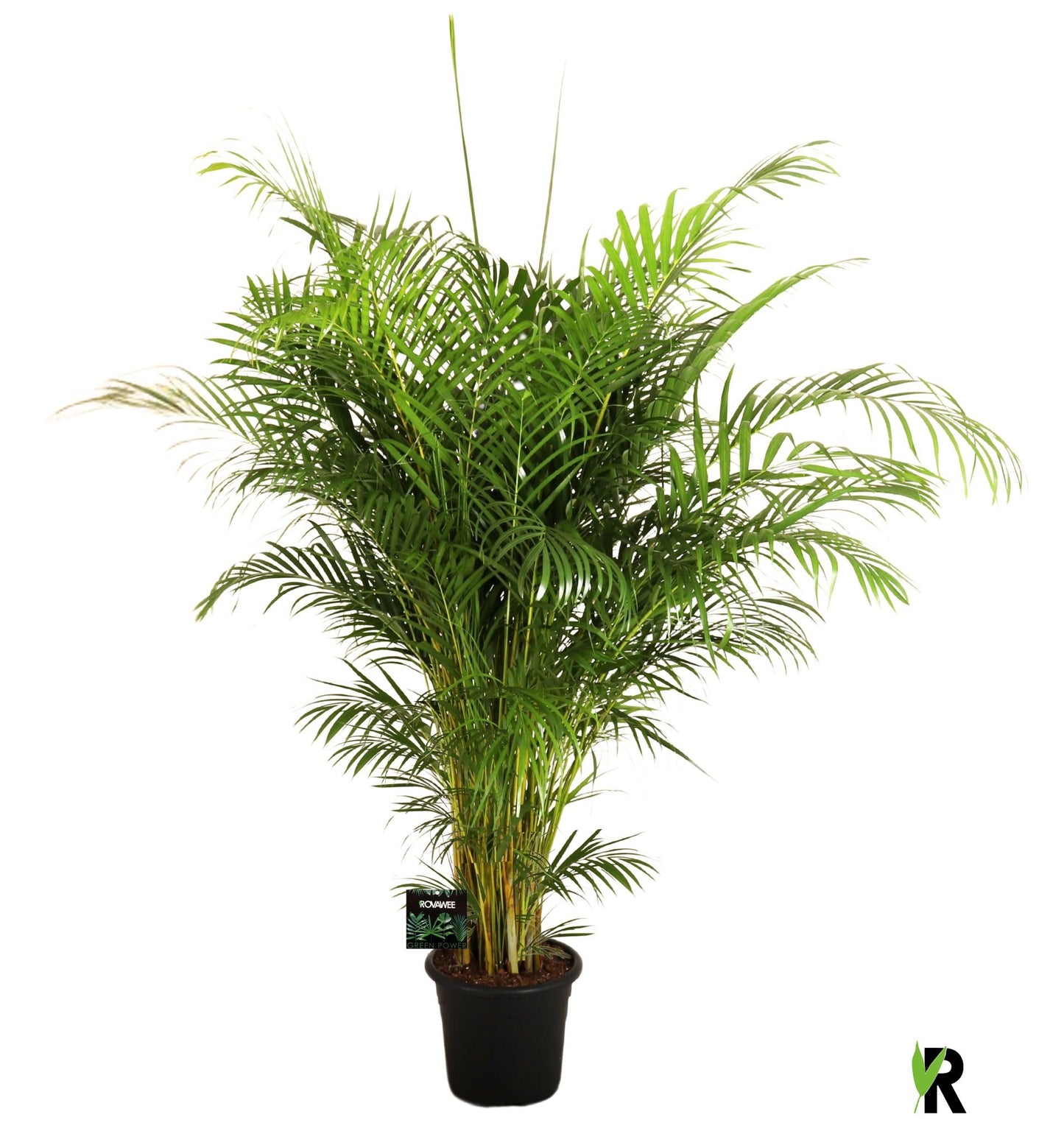 Dypsis lutescens 180cm 32cm Pot