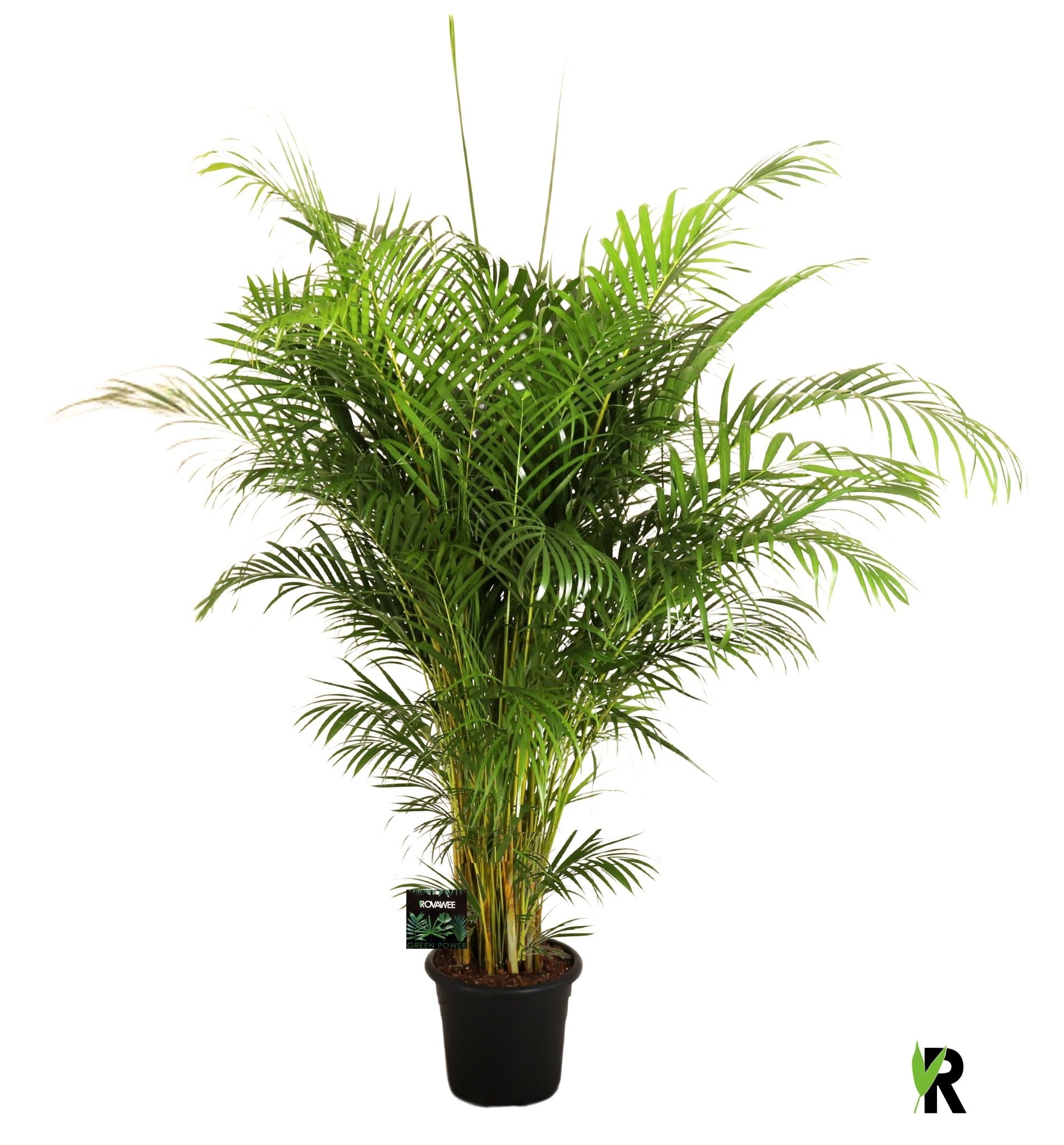 Dypsis lutescens 180cm 32cm Pot