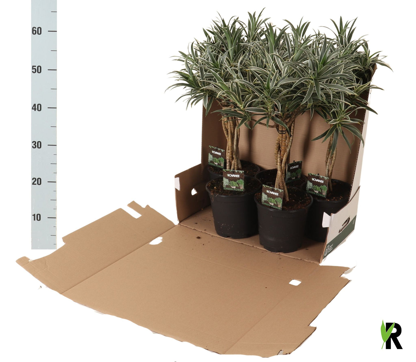 Dracaena reflexa 65cm 19cm Pot