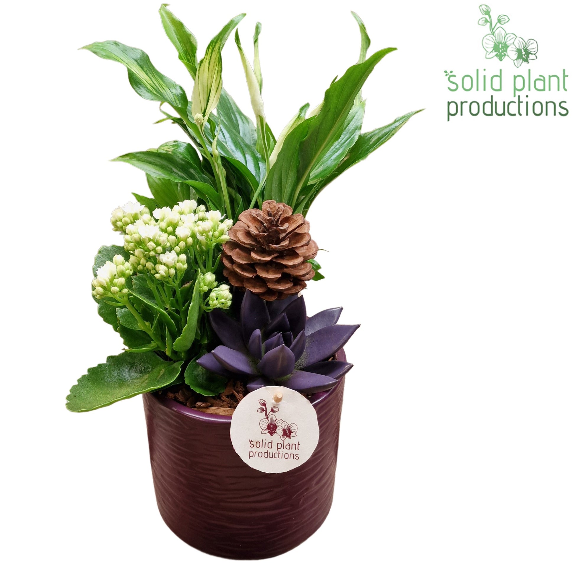 SE001 Amy Purple Echeveria 35cm 13cm Pot