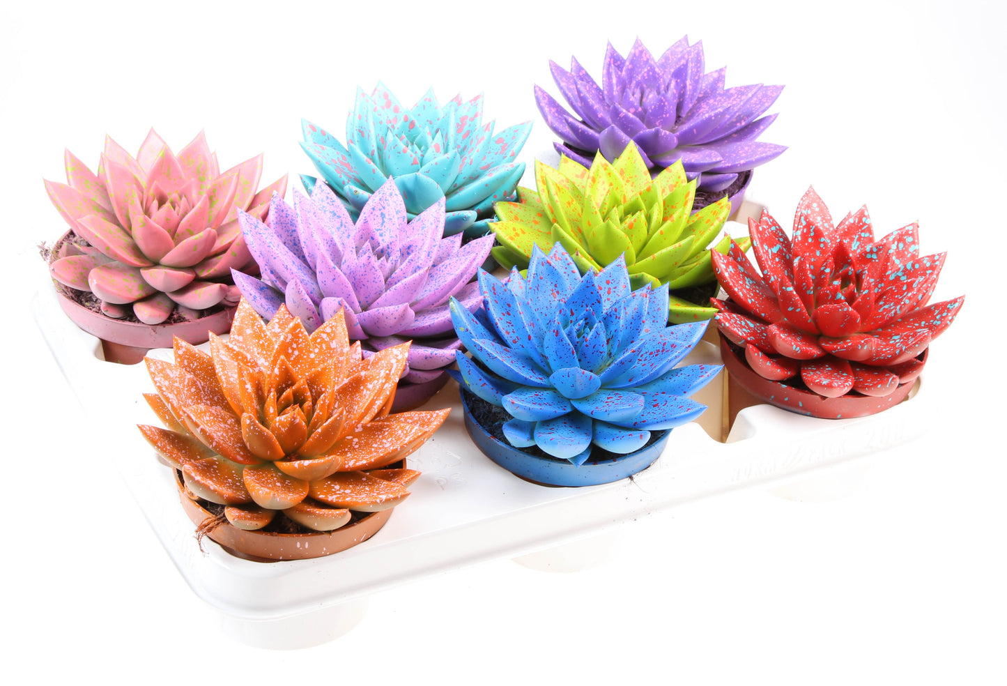 Euro Cactus Holland Bv Rainbow sprinkle mix Pack of 8