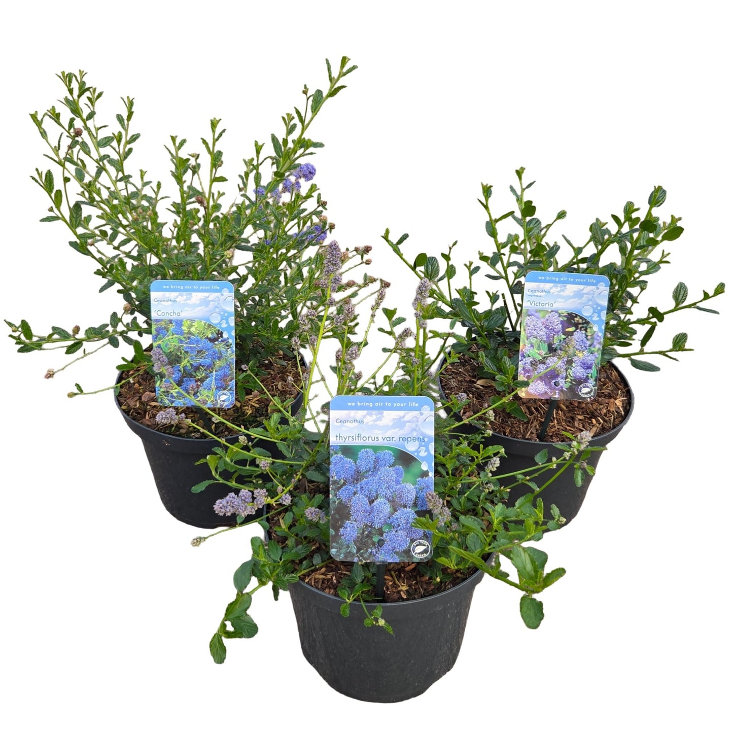 Ceanothus mix 40cm 23cm Pot