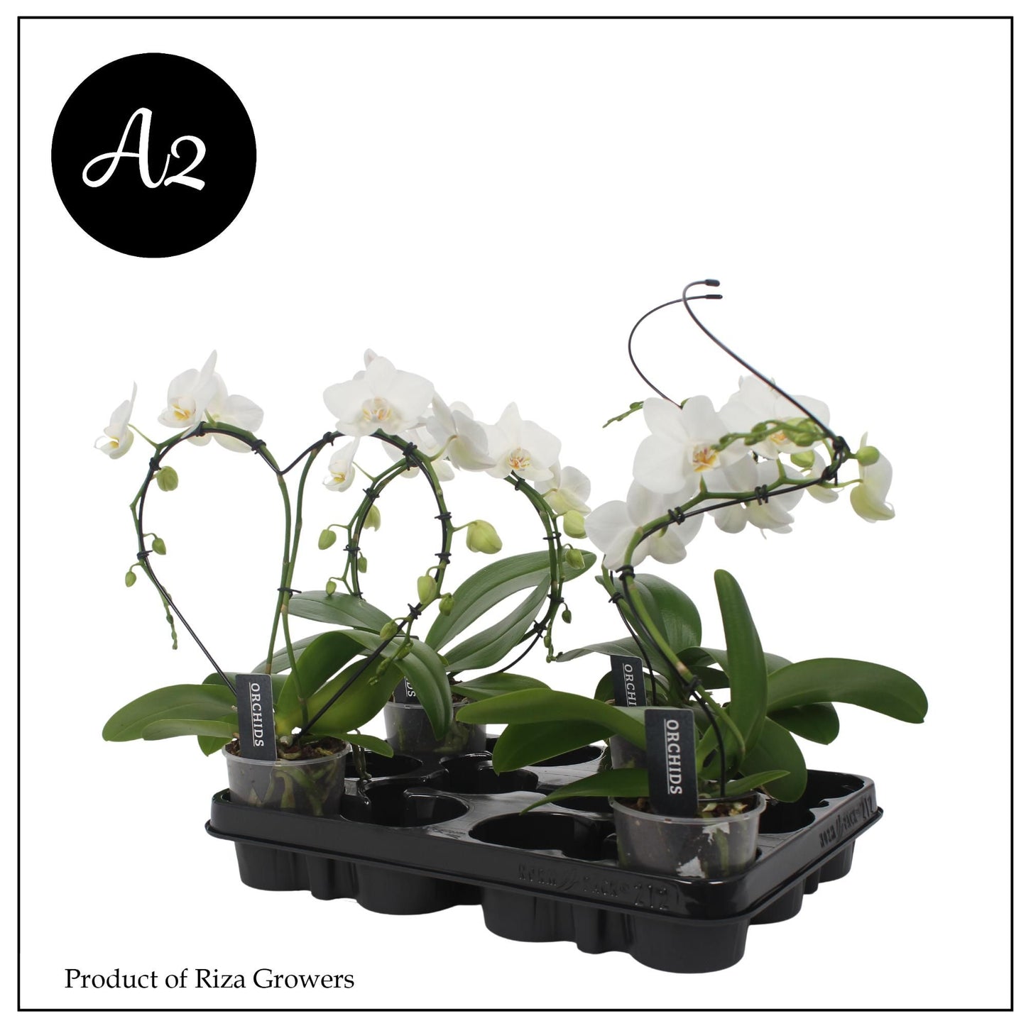 Phalaenopsis white 30cm 9cm Pot