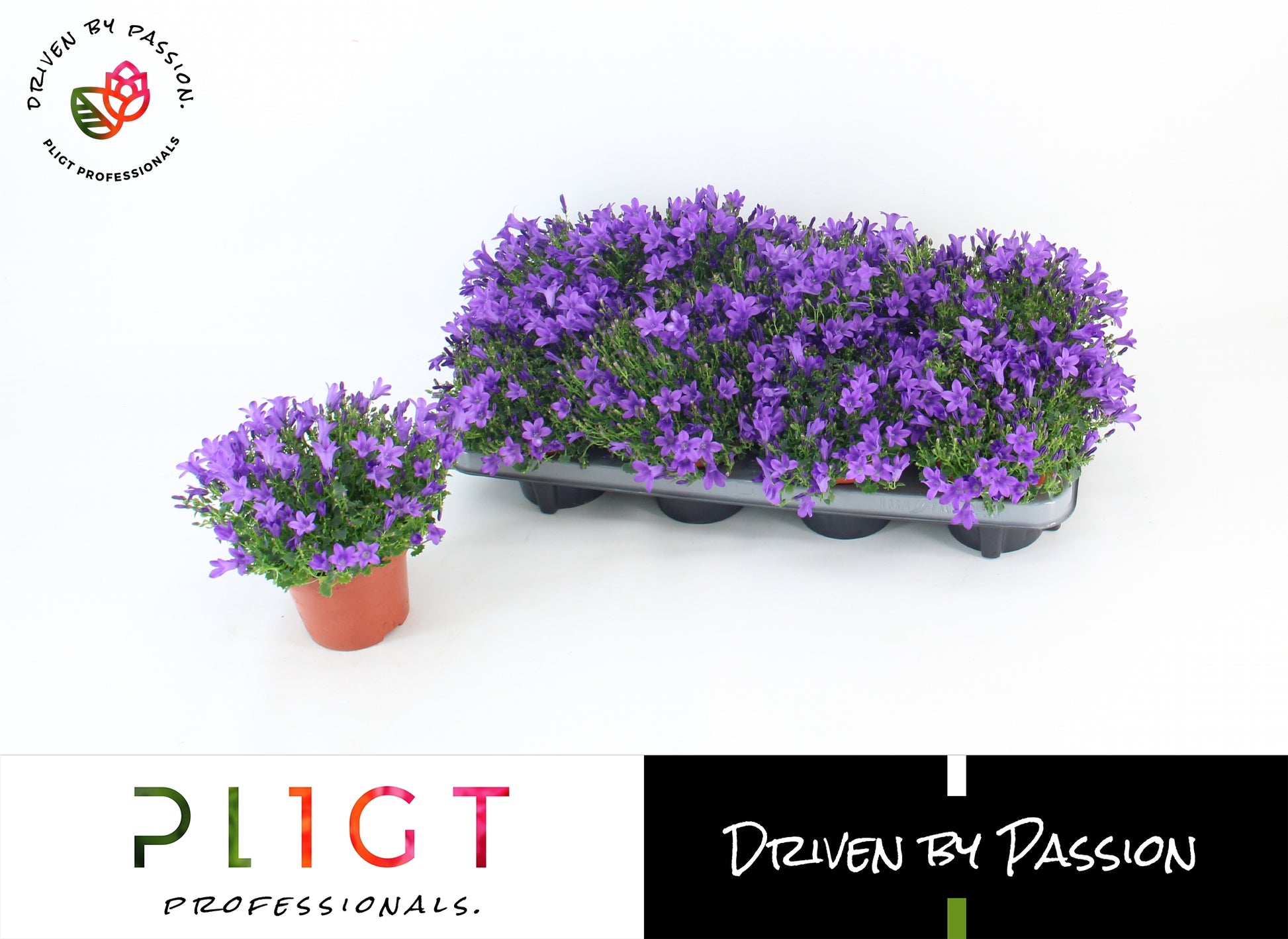 Campanula Dolc'Amore 22cm 12cm Pot