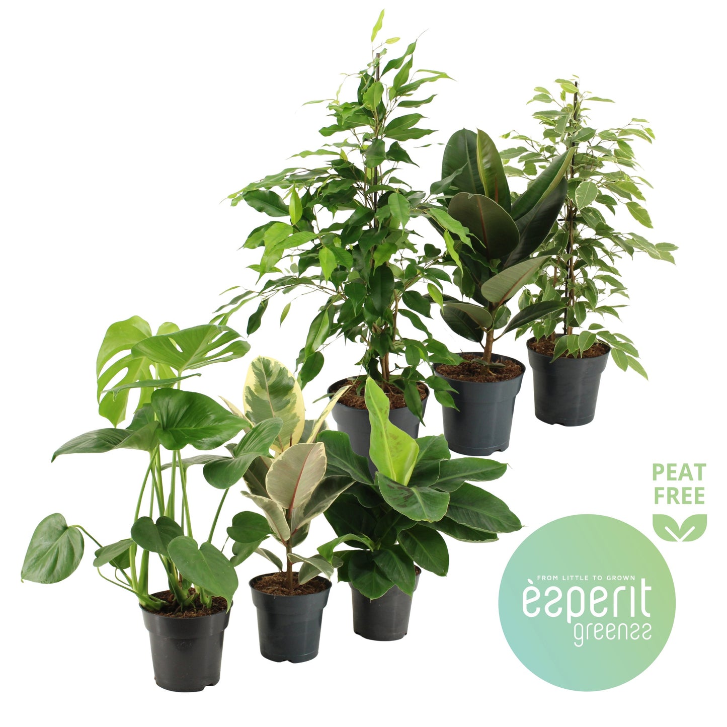 Esperit Plants Foliage houseplants mix Pack of 6