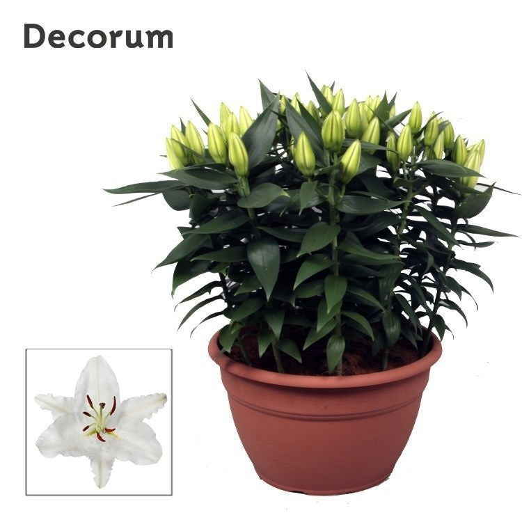 Schie Van Lilium orientalis White Pack of 1