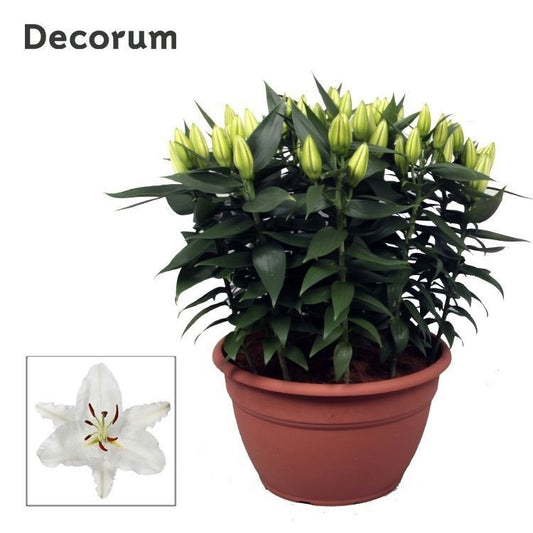 Schie Van Lilium orientalis White Pack of 1