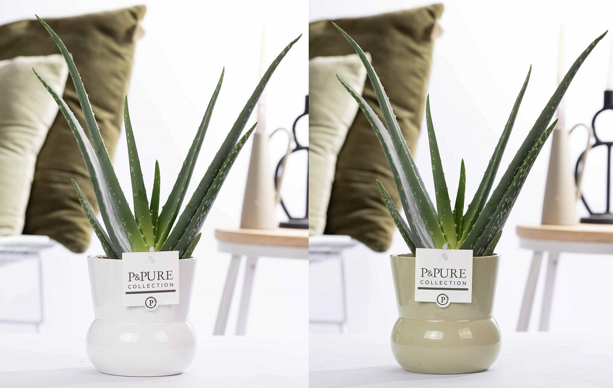 Aloe vera 40cm 12cm Pot