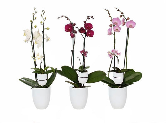 Phalaenopsis mix 60cm 12cm Pot