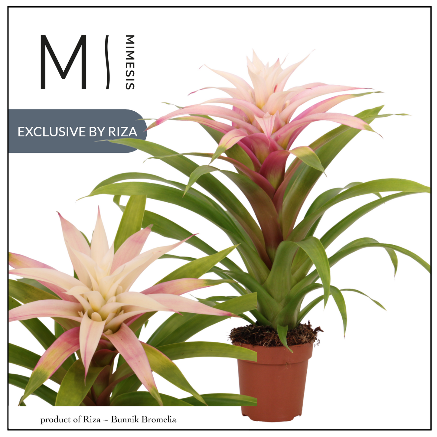Riza Bromelia Specialist Guzmania Deseo Magical White Pack of 10