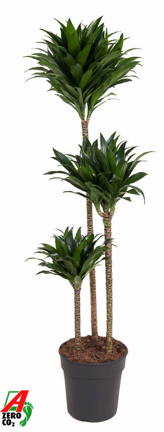 Ammerlaan Green Innovator Dracaena frag. Compacta 90-60-30 Pack of 1