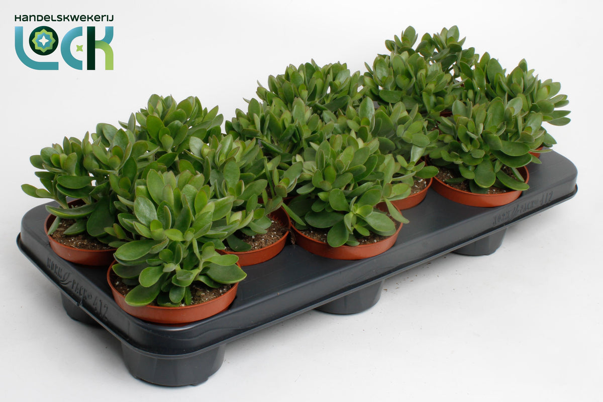 Crassula Moneymaker 15cm 10.5cm Pot