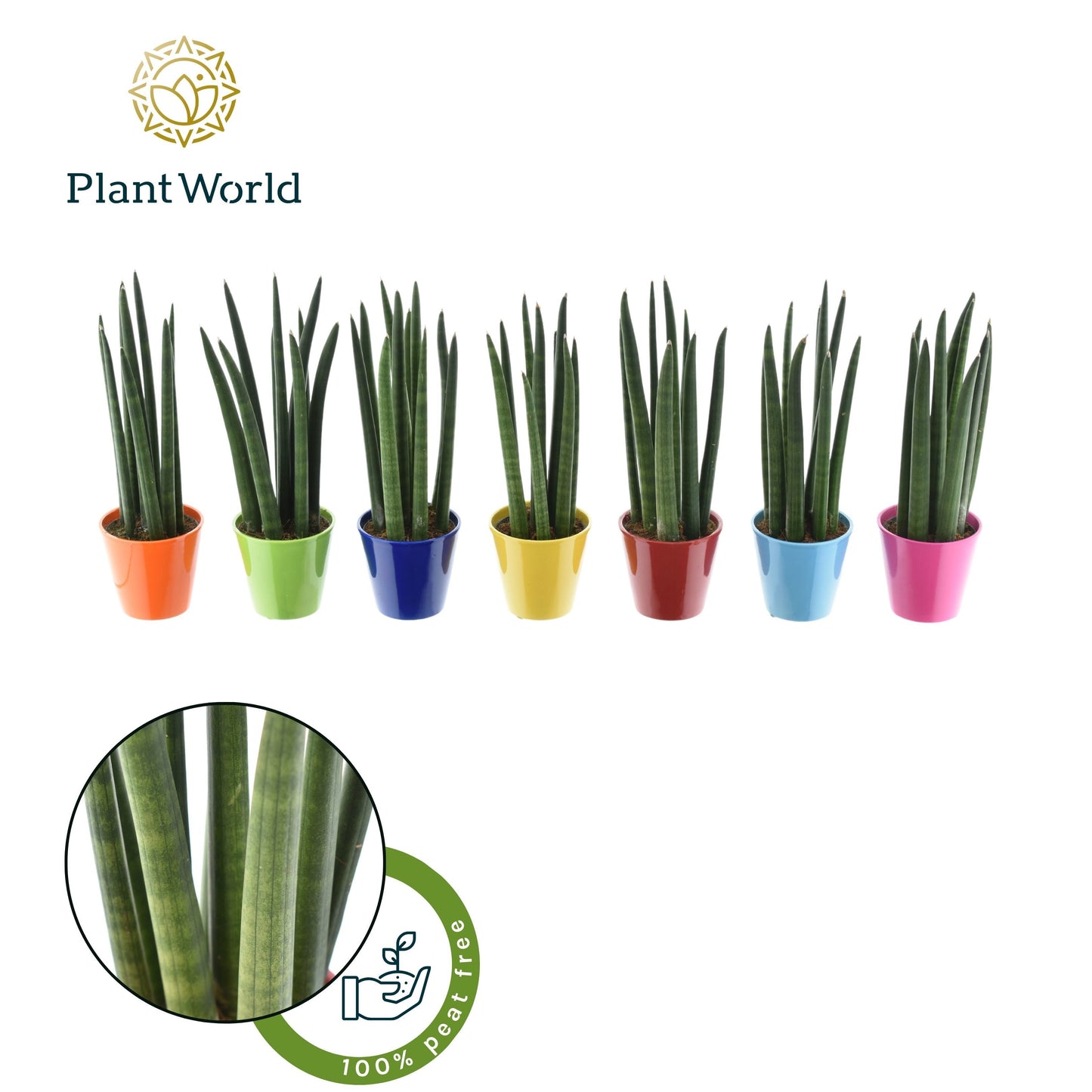 Sansevieria cylindrica 33cm 8.5cm Pot