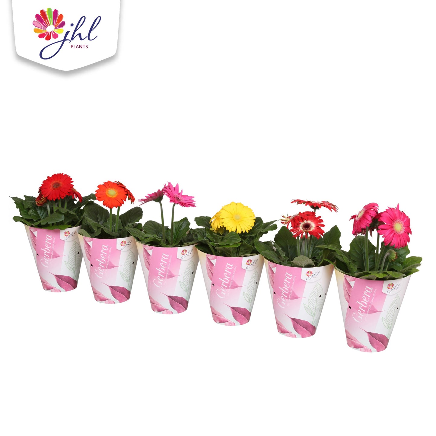 Gerbera Colourgame mix 25cm 12cm Pot