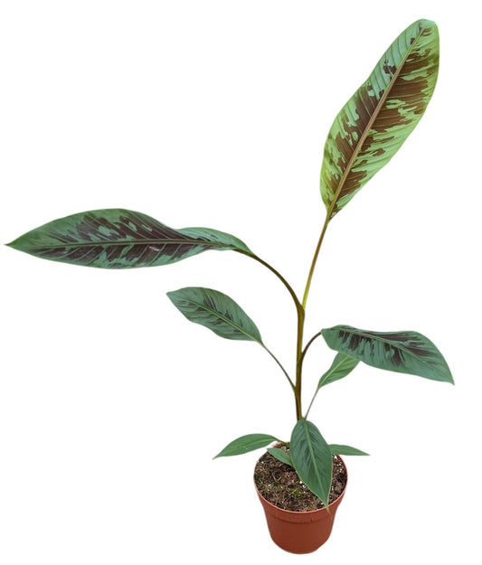 Musa basjoo (Banana) 60cm 17cm Pot