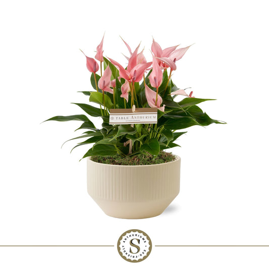 Anthurium Lilli 30cm 17cm Pot
