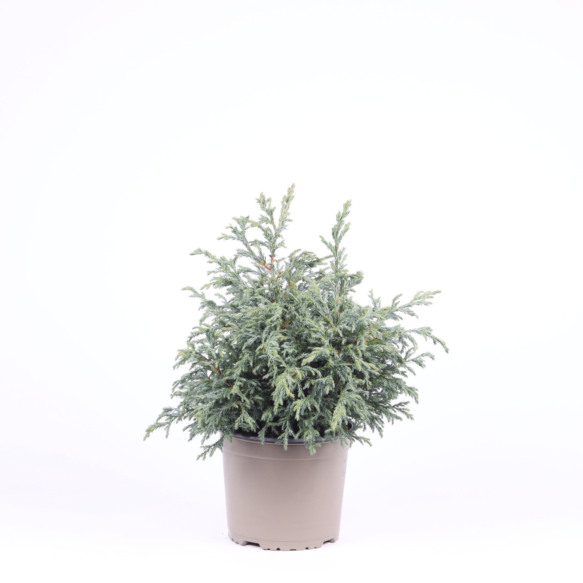 Chamaecyparis Baby Blue 35cm 17cm Pot