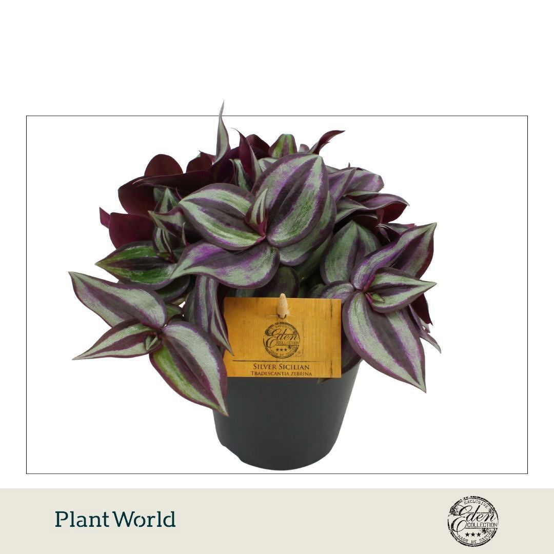 Plantworld Smit Kwekerij Zebrina pendula Pack of 8