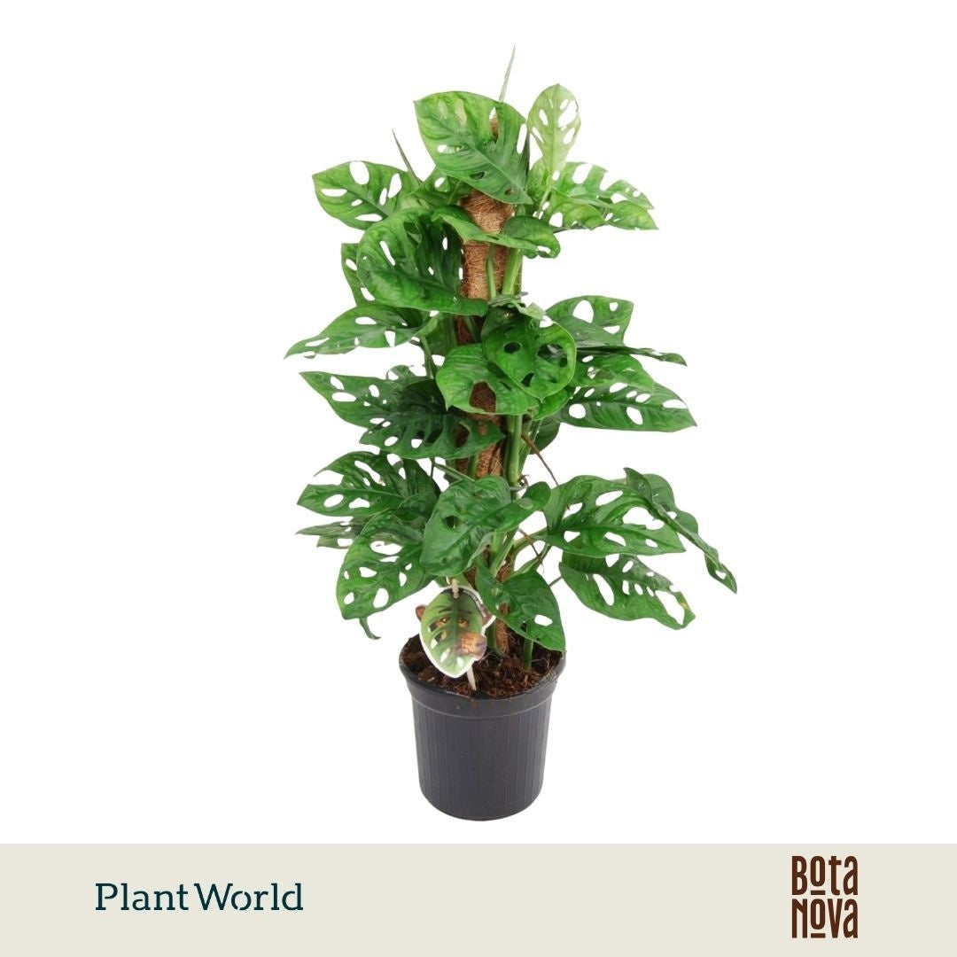 Monstera Monkey Leaf 60cm 16cm Pot