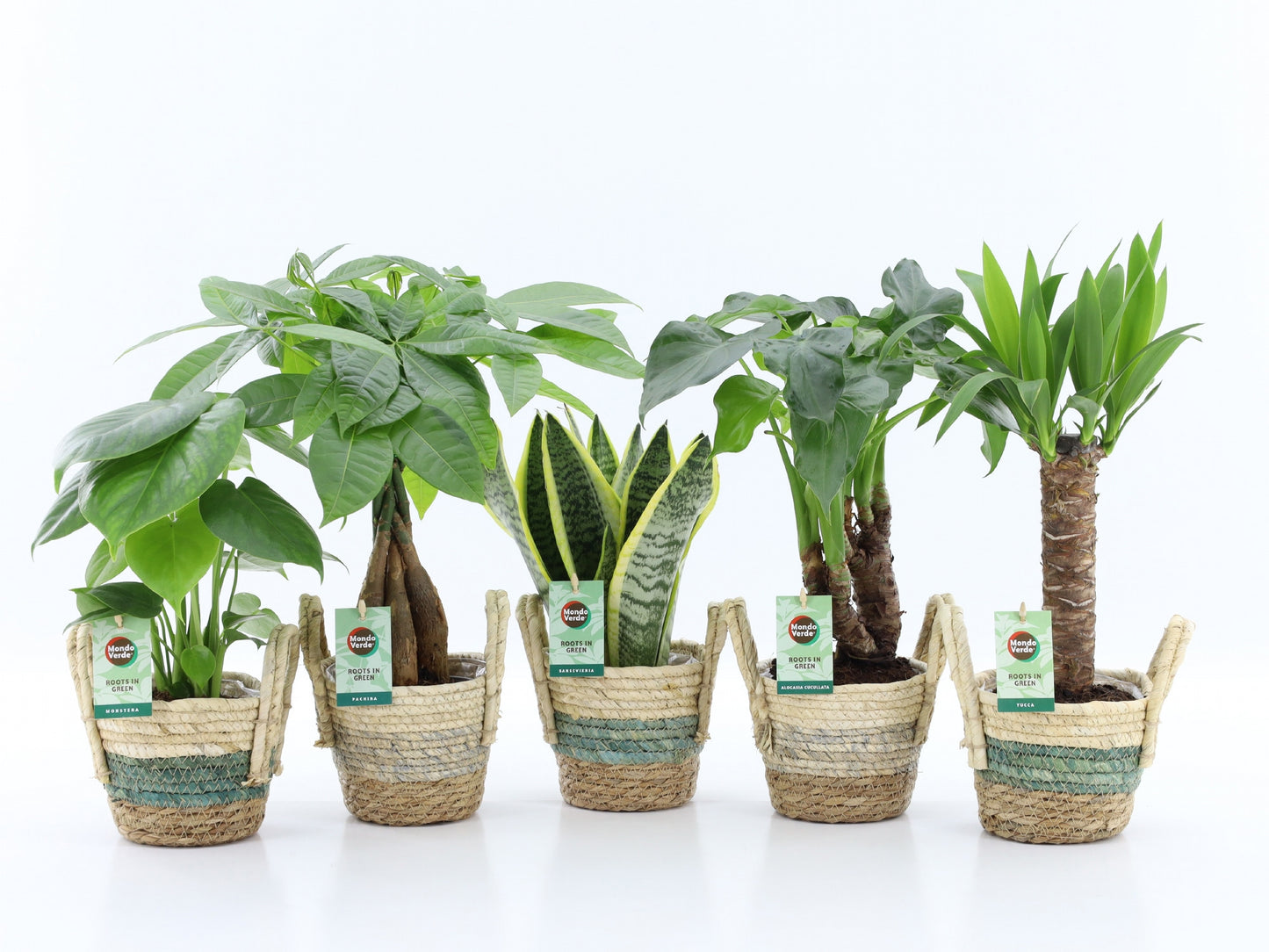 Foliage houseplants mix 35cm 14cm Pot