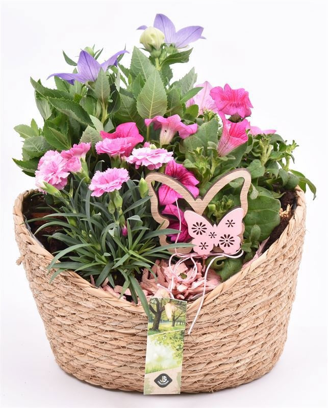 Outdoor arrangement 26cm Pot