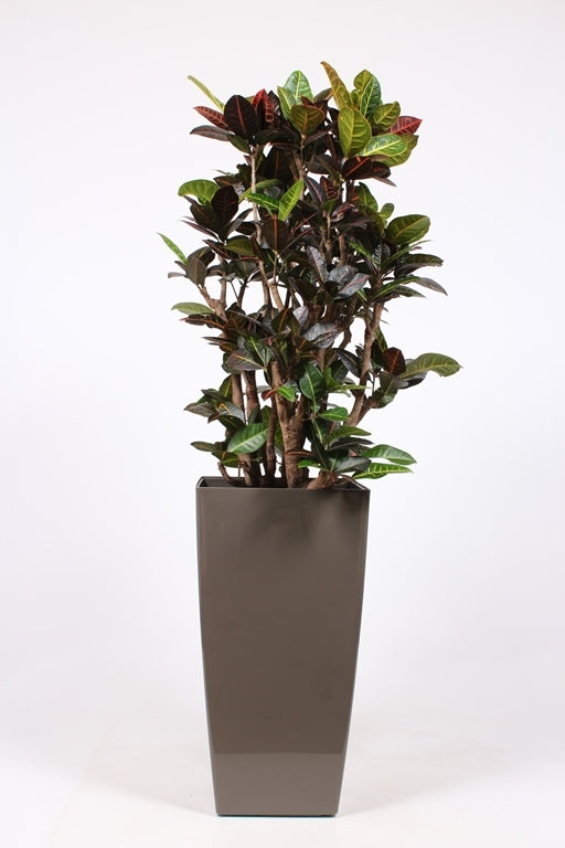 Codiaeum Petra 180cm 40cm Pot