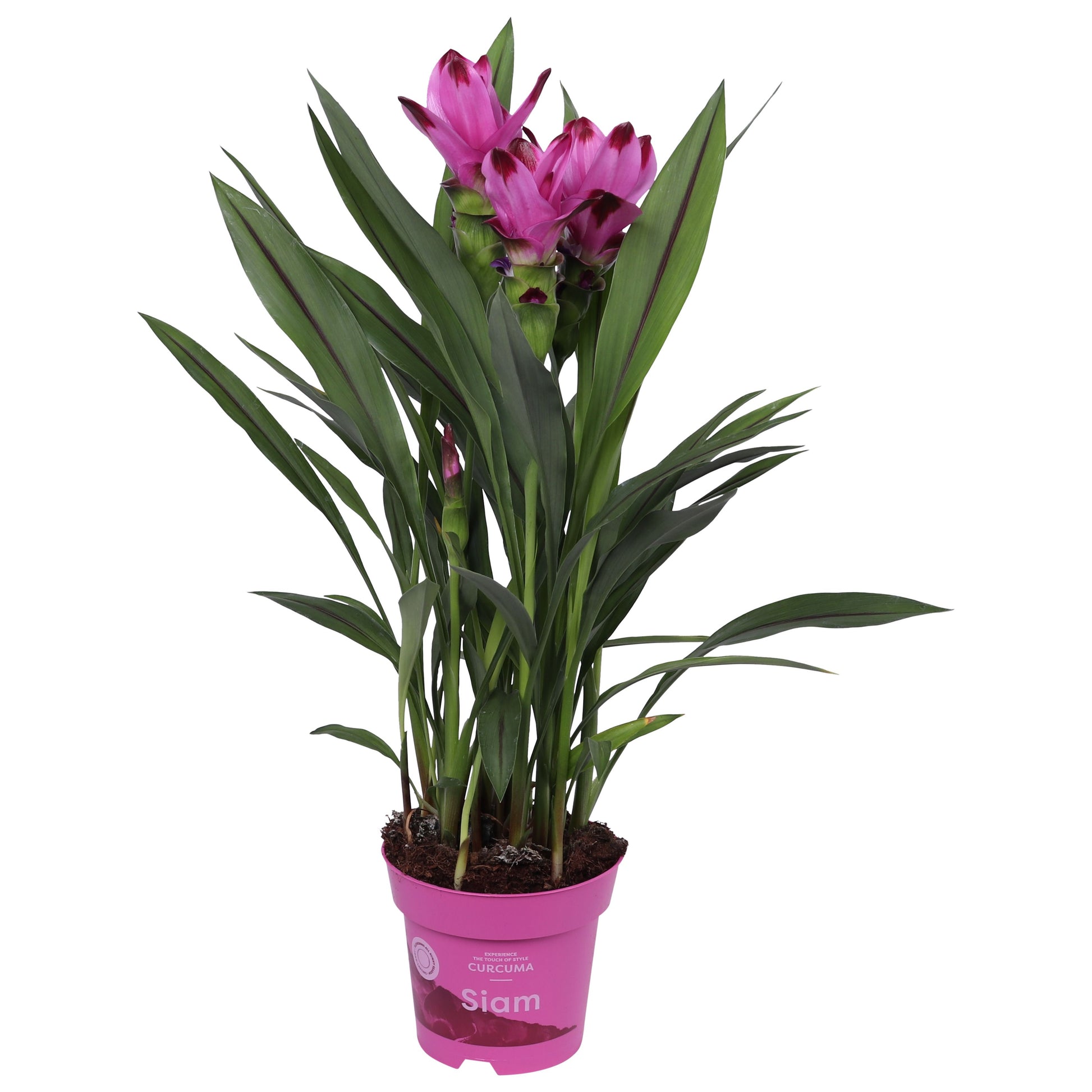 Curcuma Siam Splash 65cm 14cm Pot