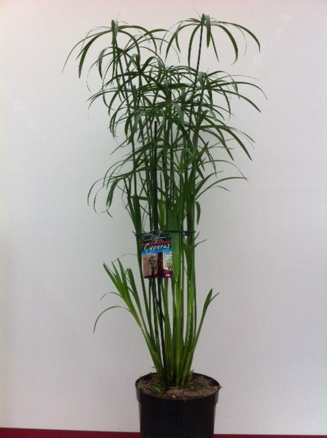 Cyperus alternifolius 155cm 23cm Pot