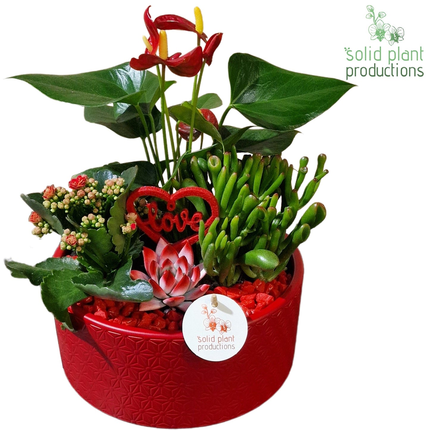 AE004 Stella Mix R/P 22cm Pot