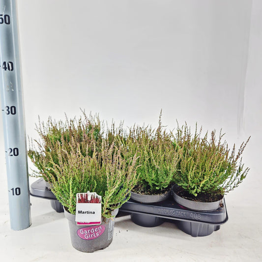 Calluna Garden Girls Martina 20cm 13cm Pot