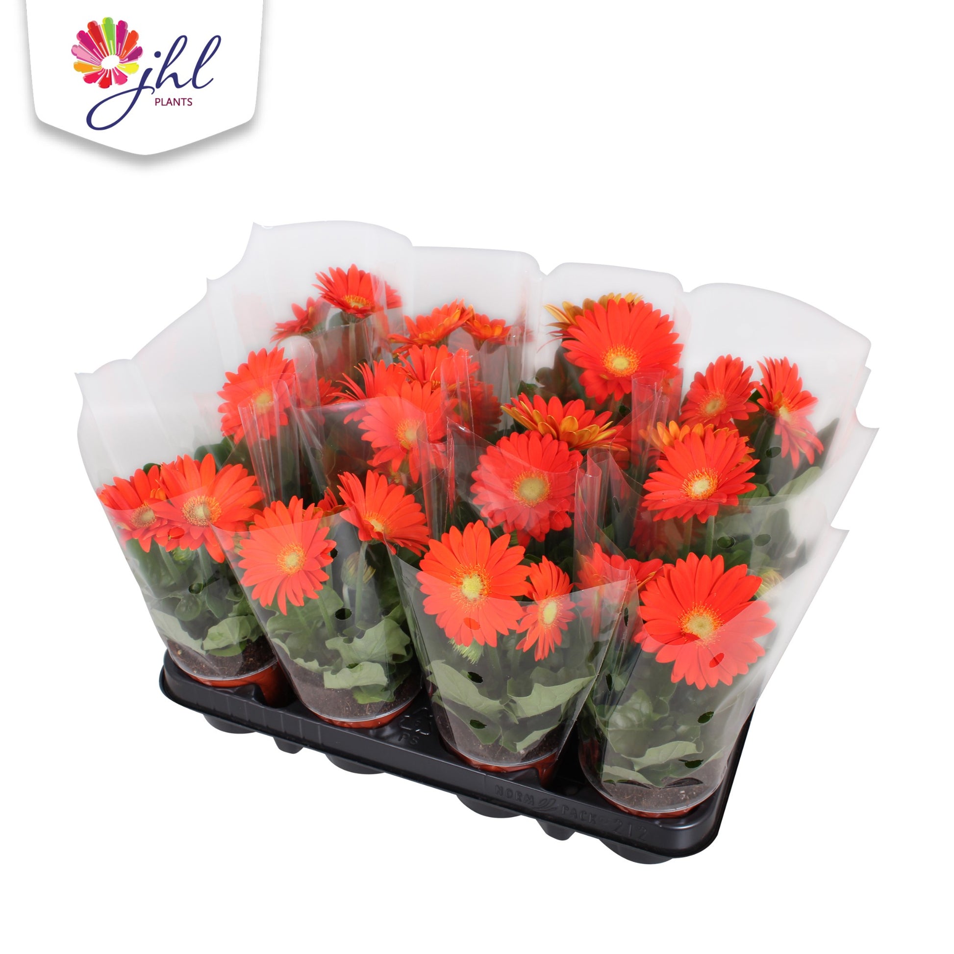 Gerbera Colourgame orange 25cm 9cm Pot