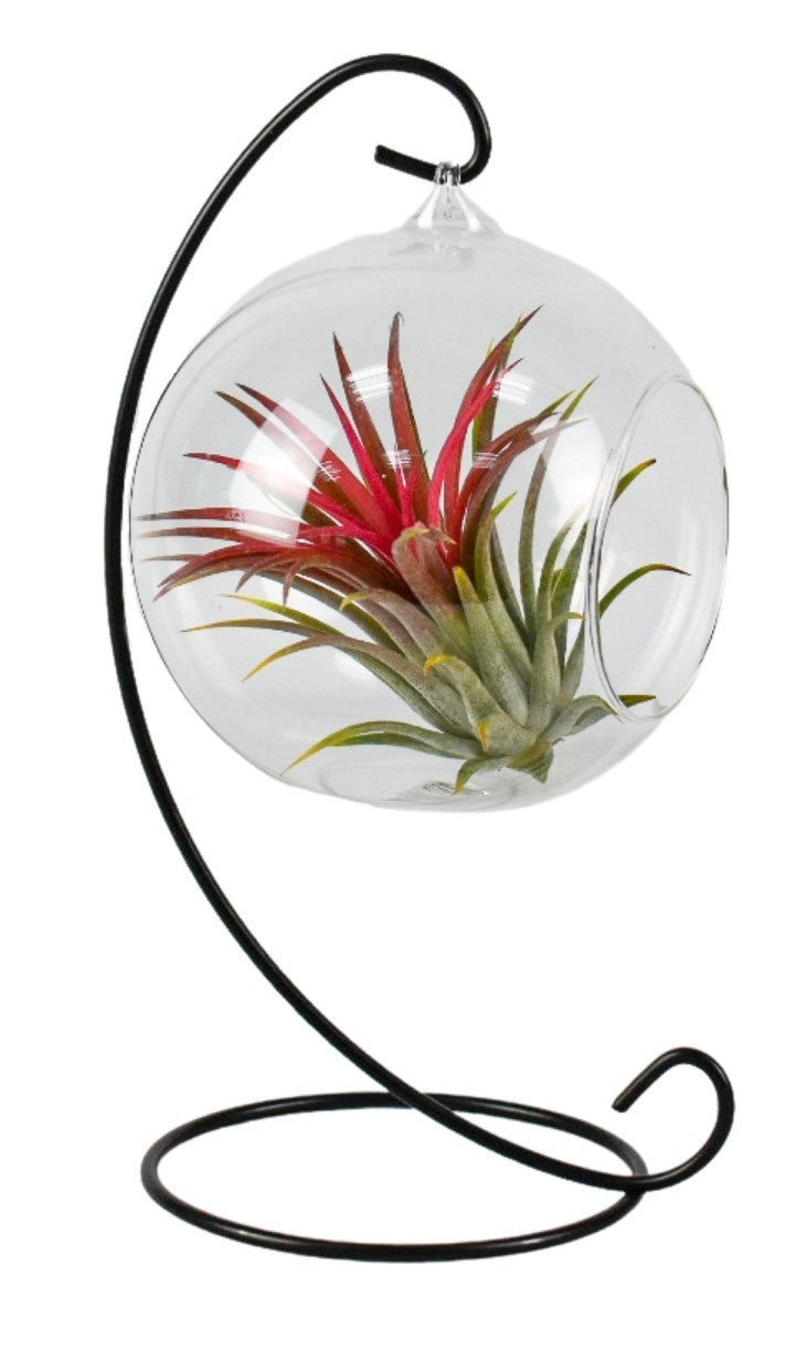 Tillandsia cyanea 15cm 13cm Pot