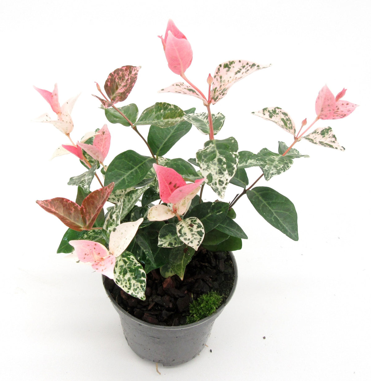 Trachelospermum asiaticum 12cm 9cm Pot