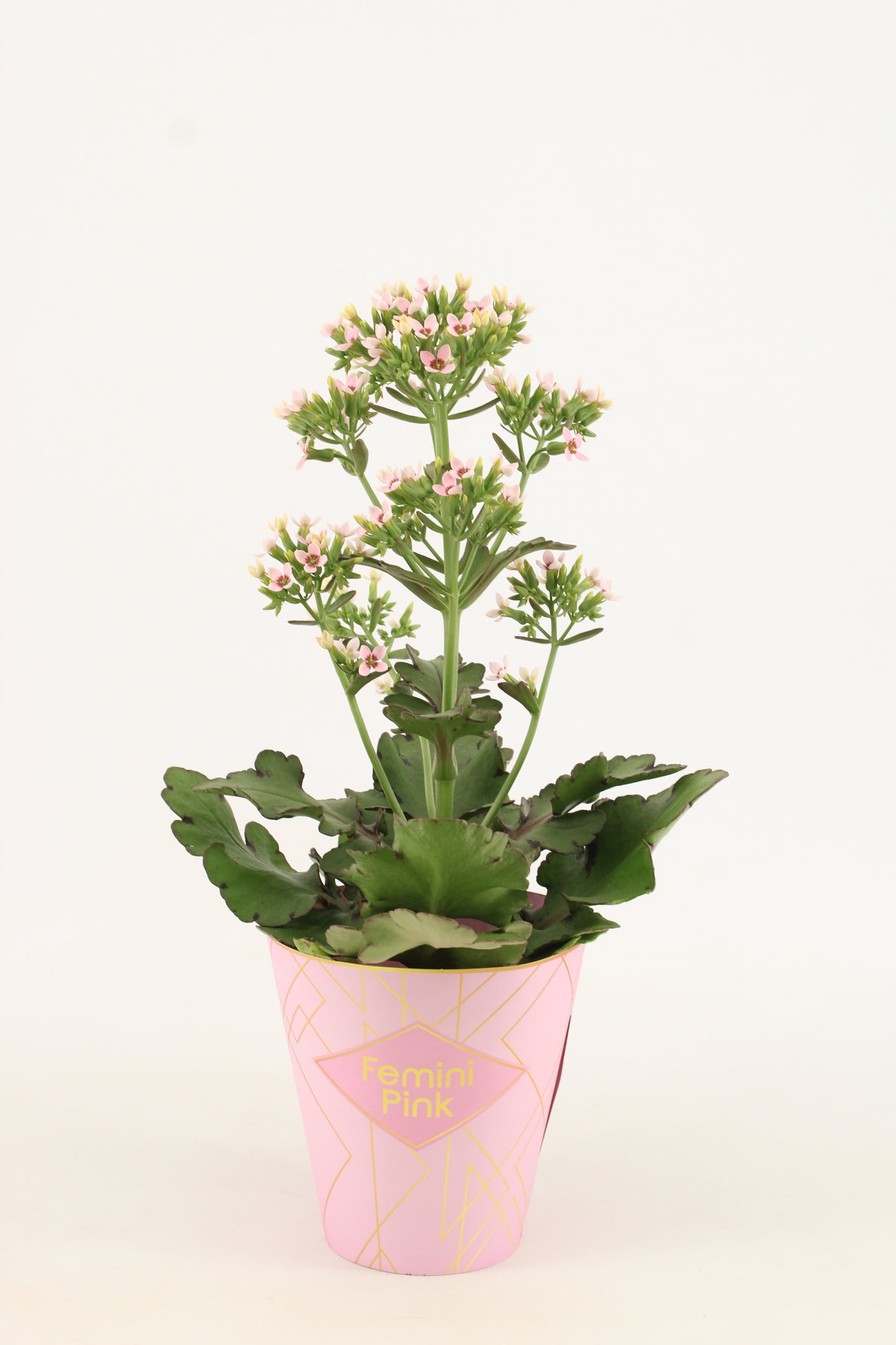 Kalanchoe Feminine Pink 40cm 14cm Pot