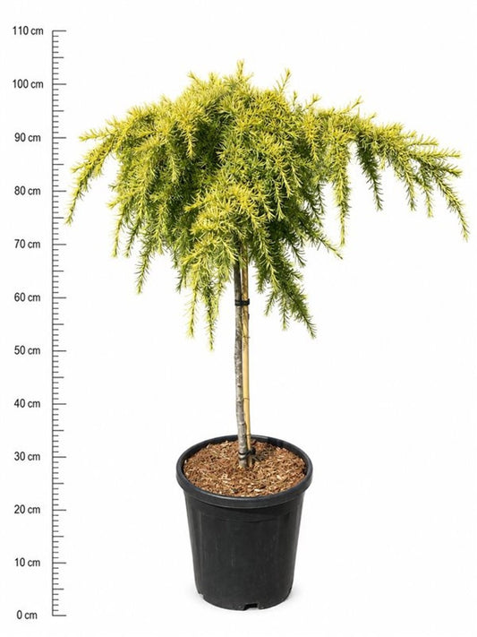Cedrus overig 100cm 32cm Pot