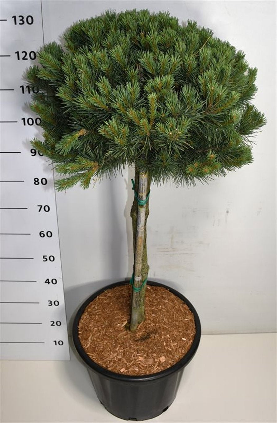 Pinus sylvestris Watereri 130cm 40cm Pot