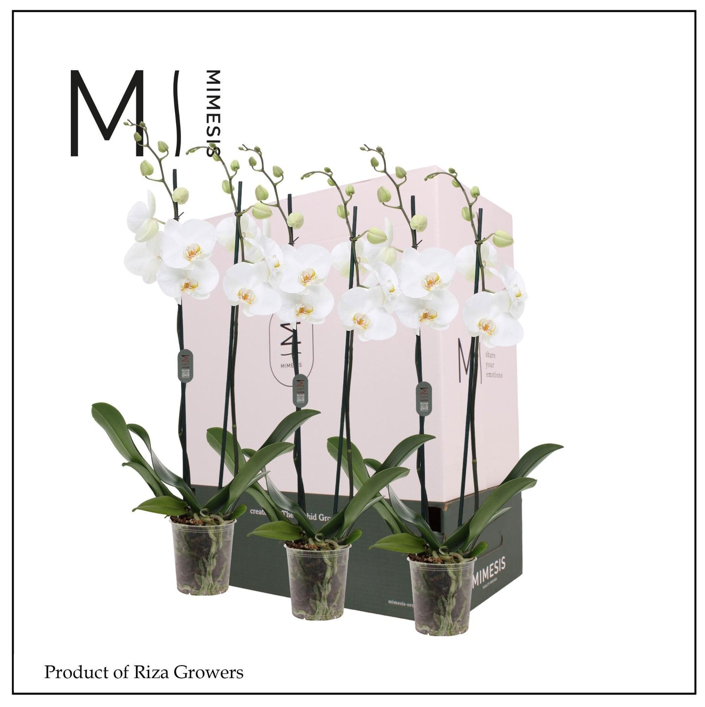 Riza Ter Laak Orchios Phalaenopsis white Pack of 12
