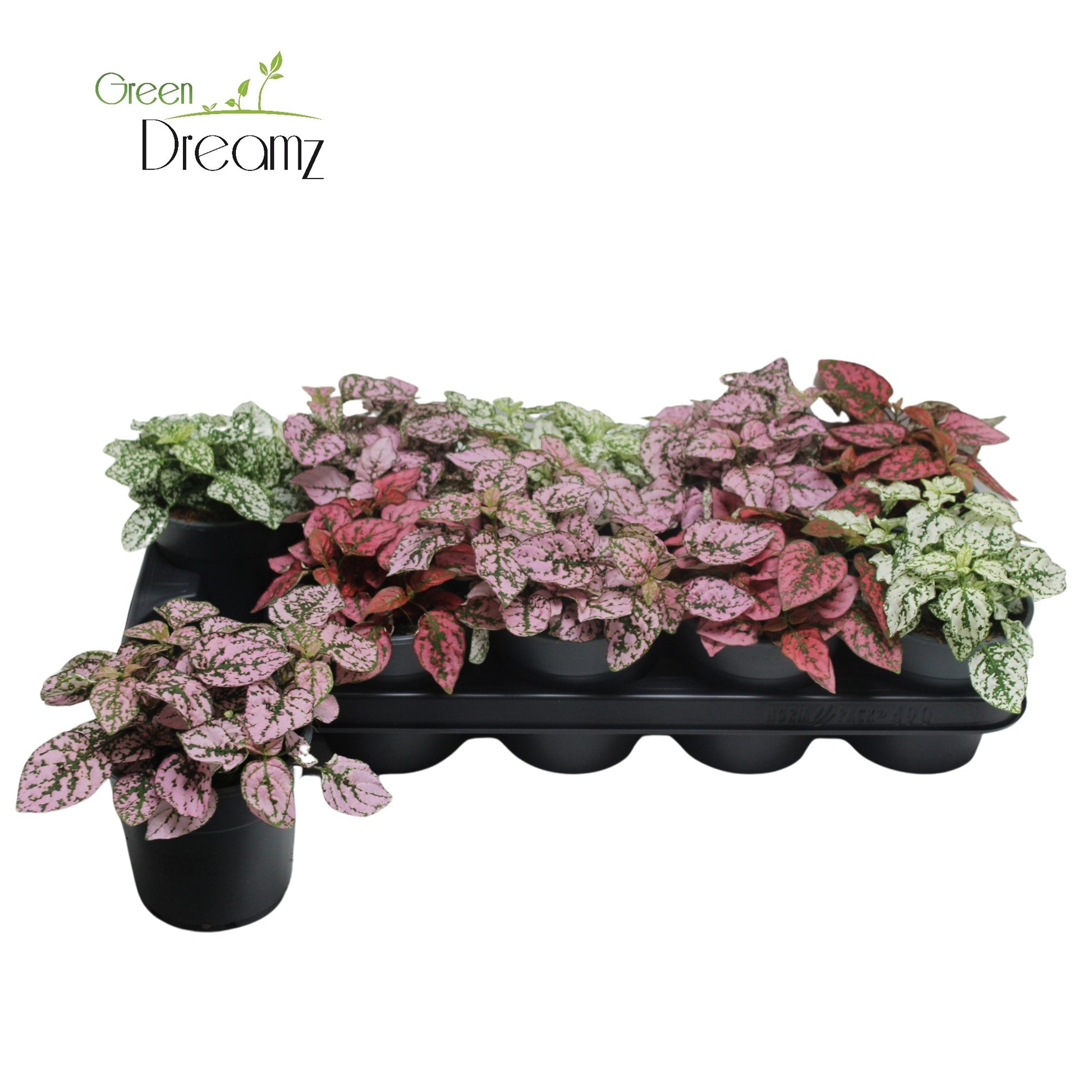 Hypoestes mix 17cm 12cm Pot