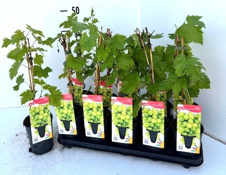 Vitis Vroege van der Laan (Grape) 50cm 12cm Pot