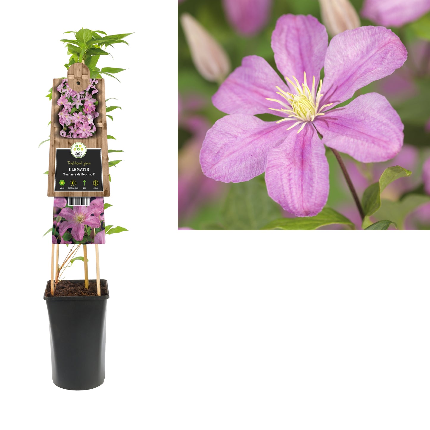 Clematis Comtesse de Bouchaud 75cm 17cm Pot