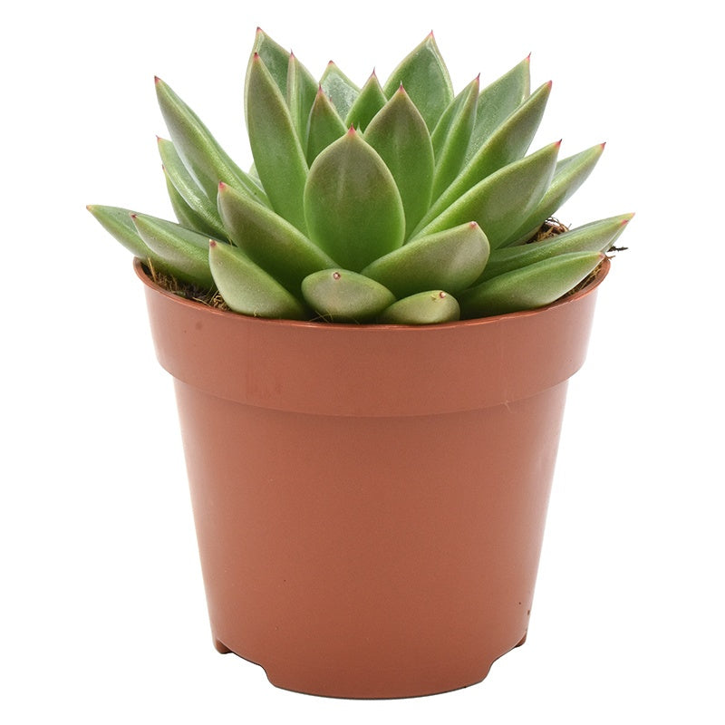 Echeveria Miranda 15cm 12cm Pot