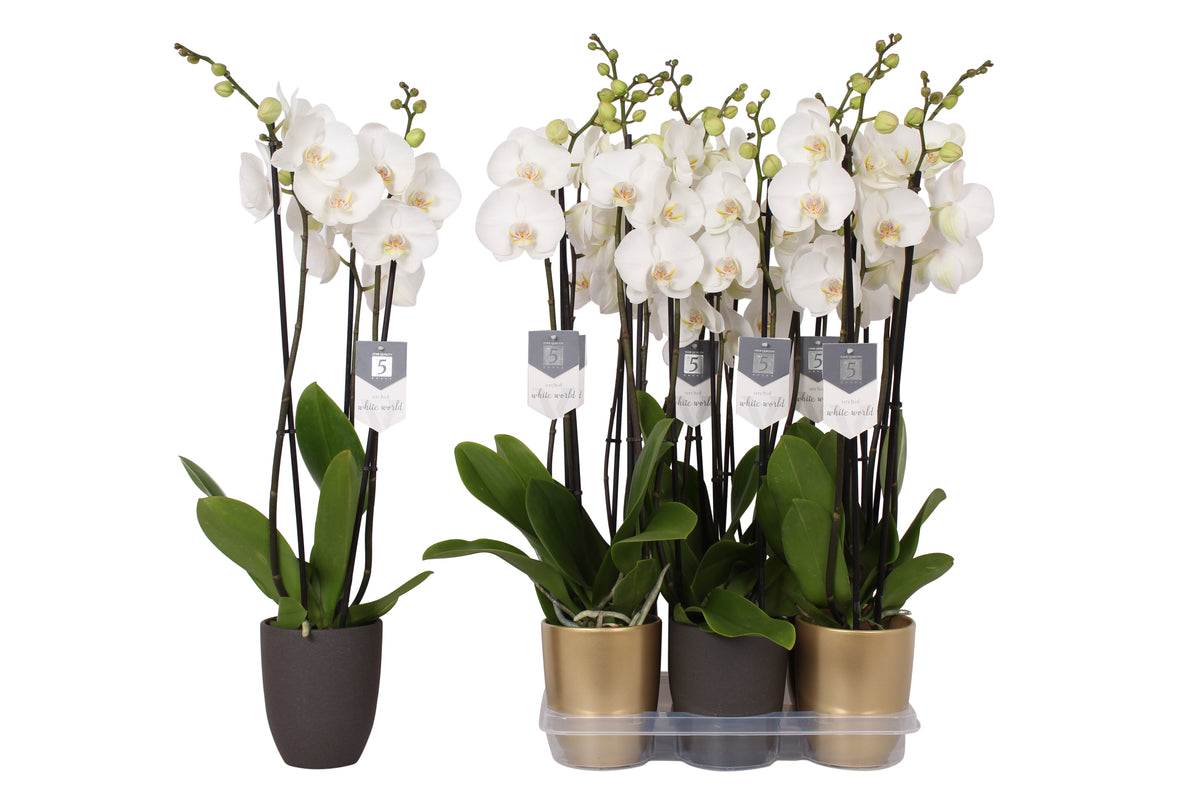 Phalaenopsis white (+ drp.ceramic) 60cm 12cm Pot