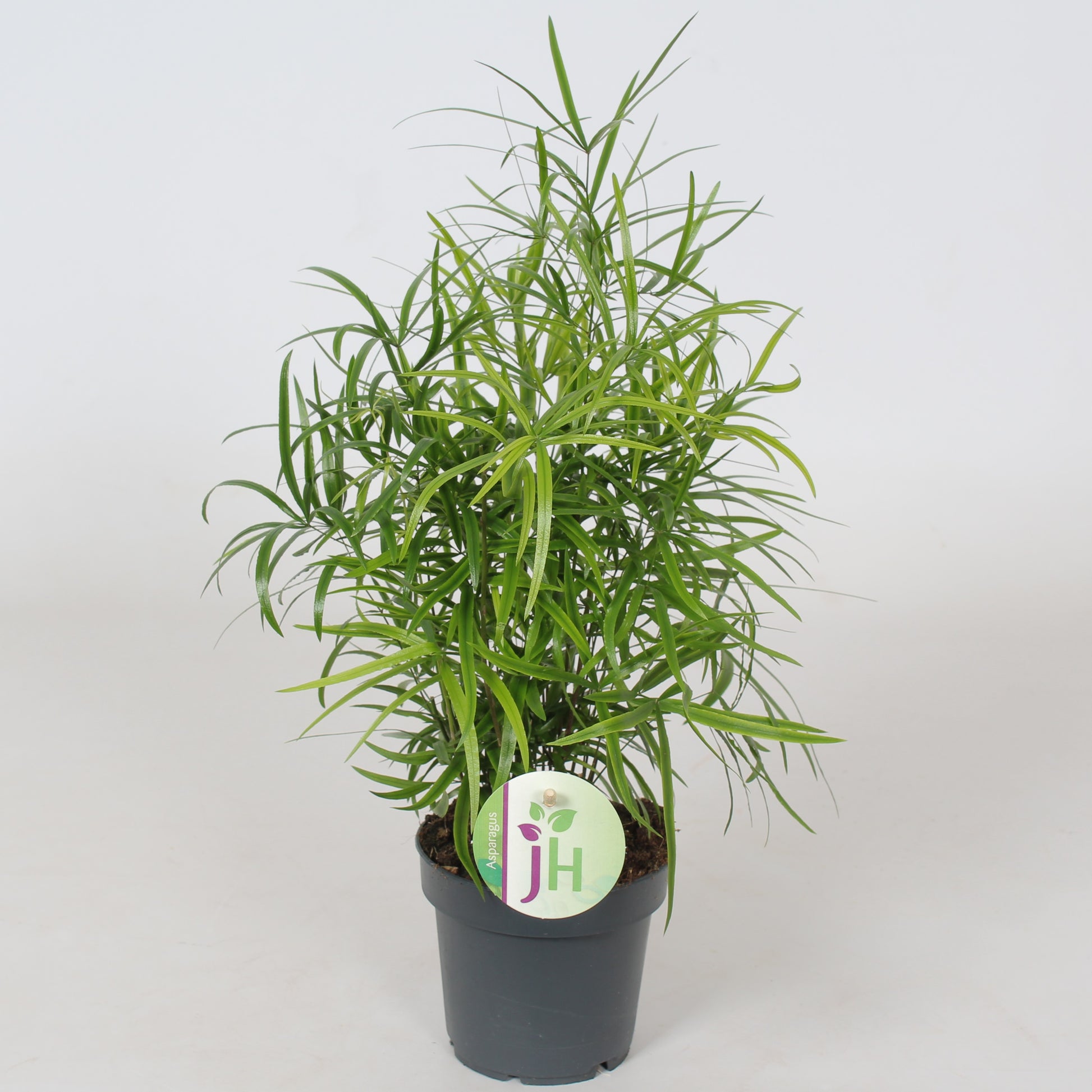 Heijnen Potplanten, J. Asparagus falcatus Pack of 10
