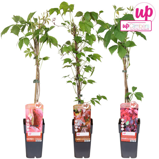 Parthenocissus tricuspidata 65cm 15cm Pot