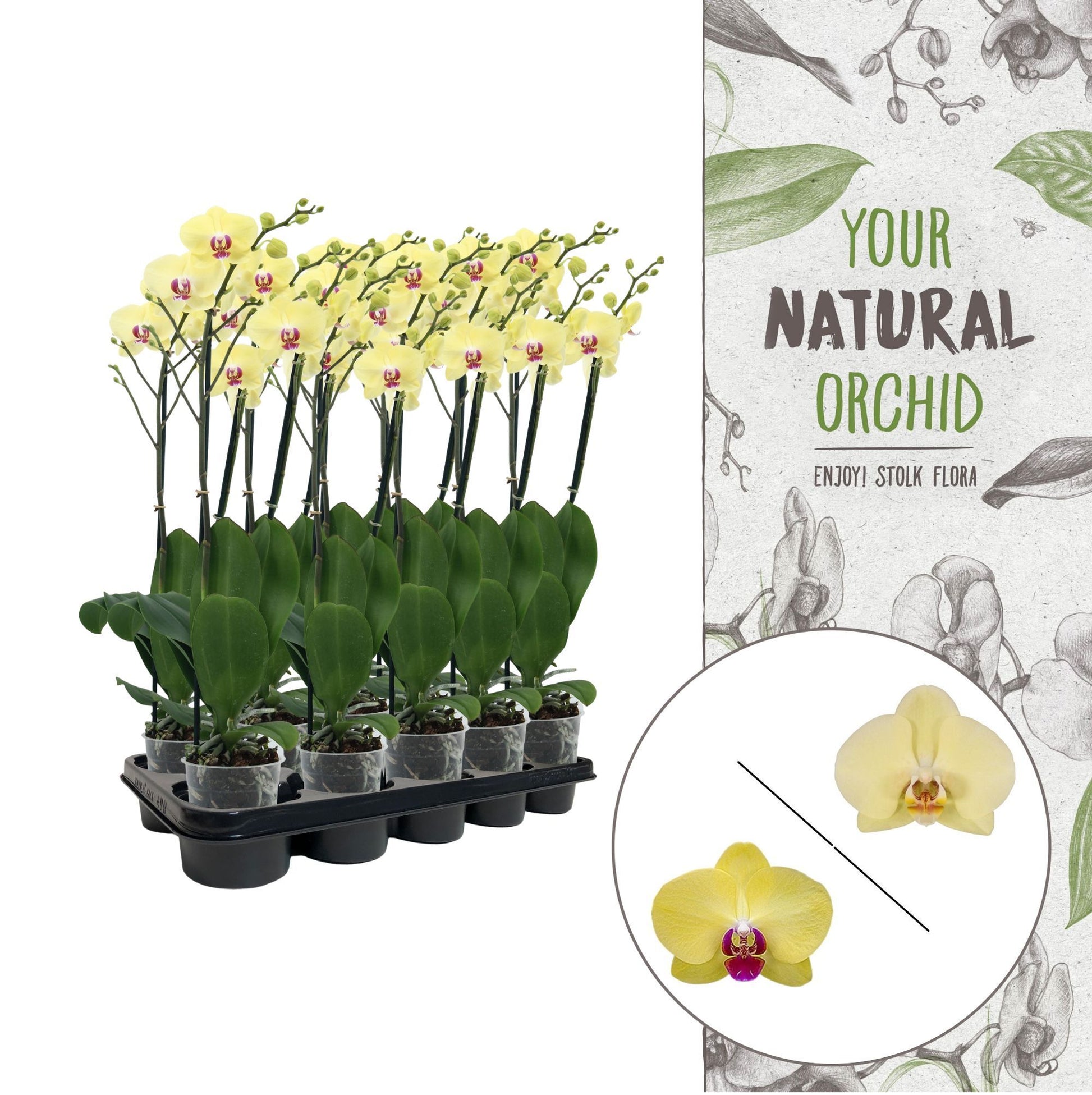 Stolk Flora BV Phalaenopsis yellow Pack of 5