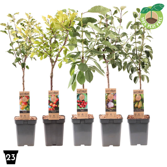 Streng Growers B.V. Fruit/Shrub Climber mix Pack of 1