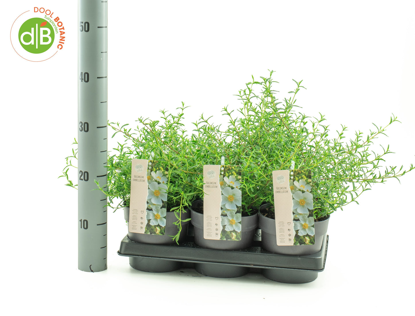 Halimium umbellatum 25cm 15cm Pot