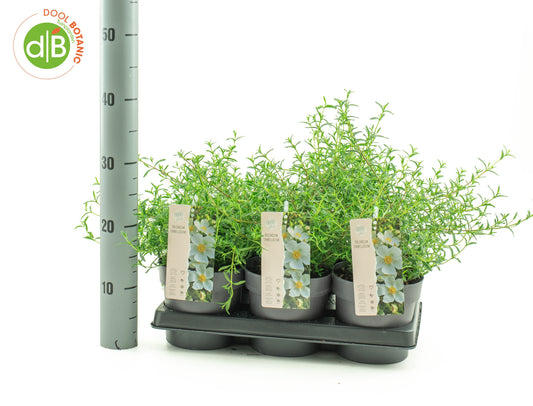 Halimium umbellatum 25cm 15cm Pot
